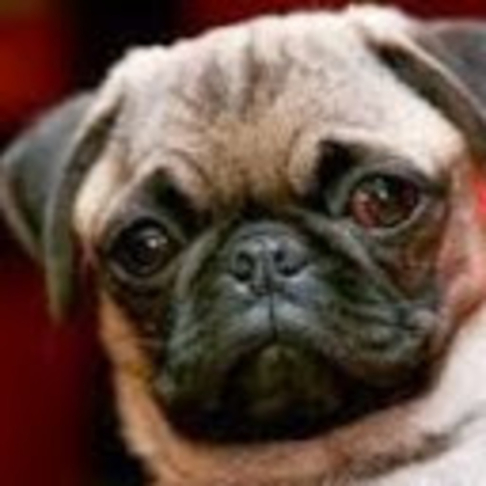 Meet your Posher, Stacy